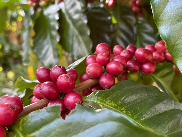 Clean Energy, No Crash